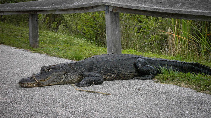 florida everglades roadtrip